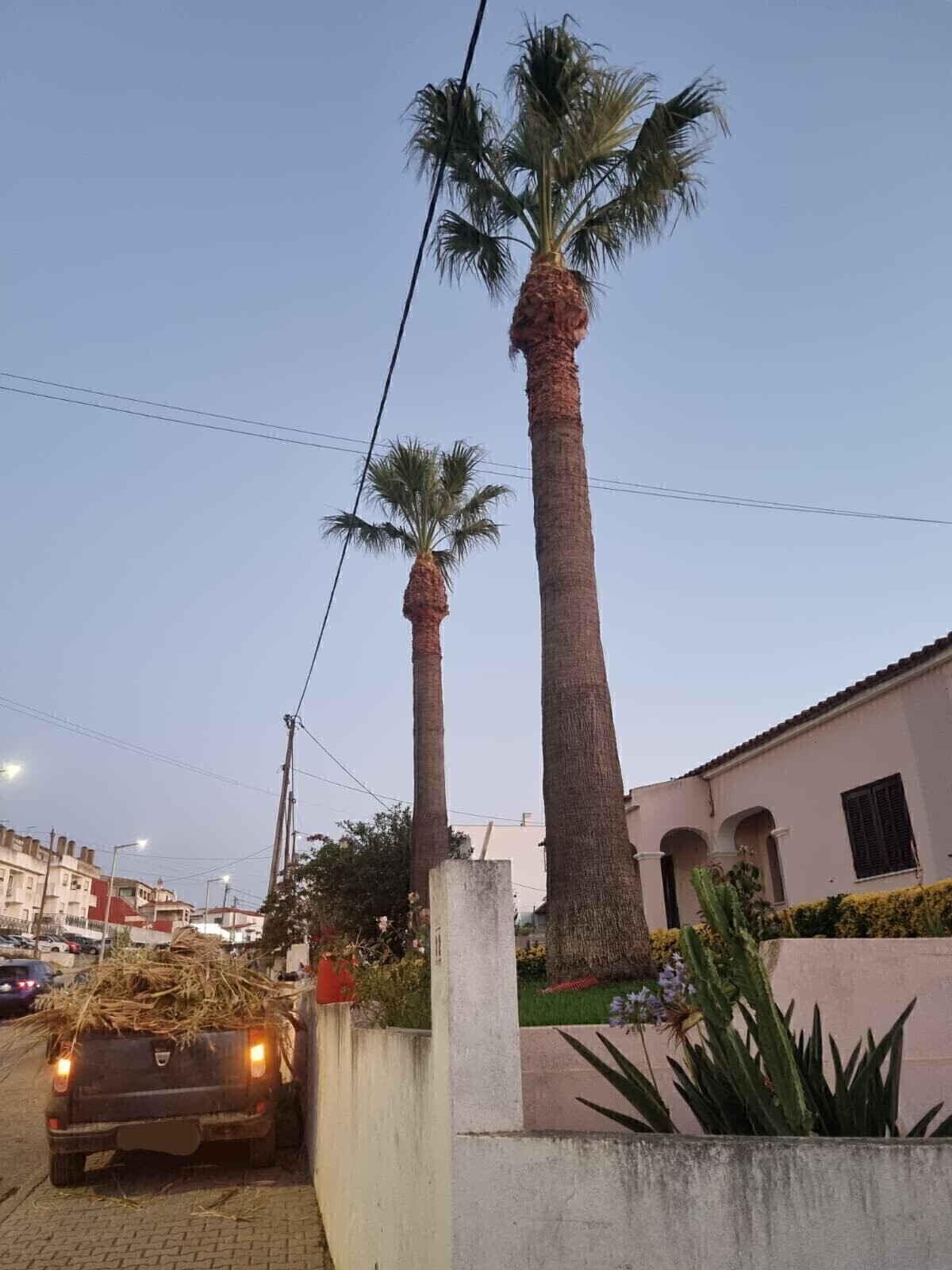Antes - Limpeza de 2 Palmeiras (Washingtonia filifera) sob Cabos de Eletricidade