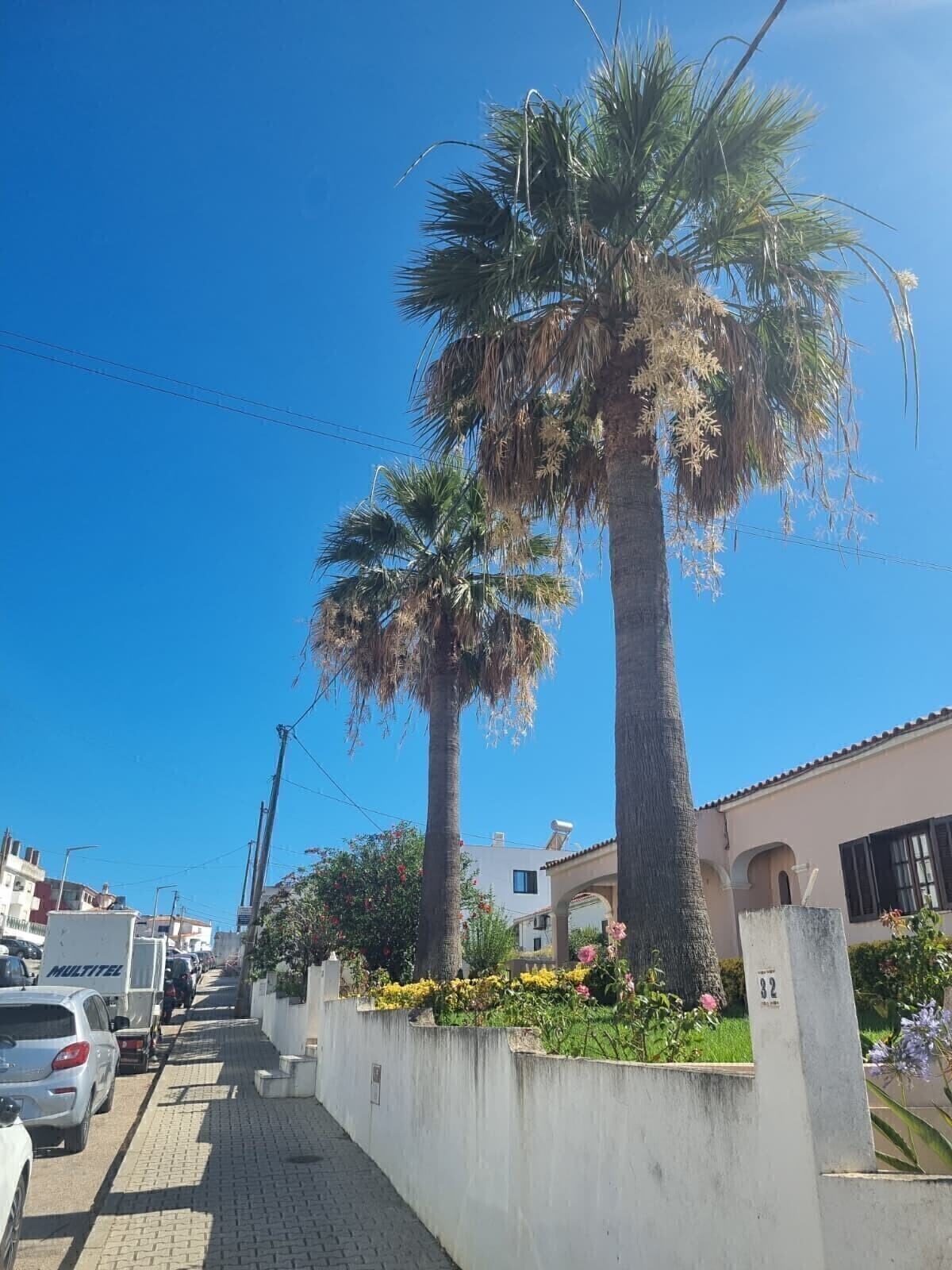 Depois - Limpeza de 2 Palmeiras (Washingtonia filifera) sob Cabos de Eletricidade