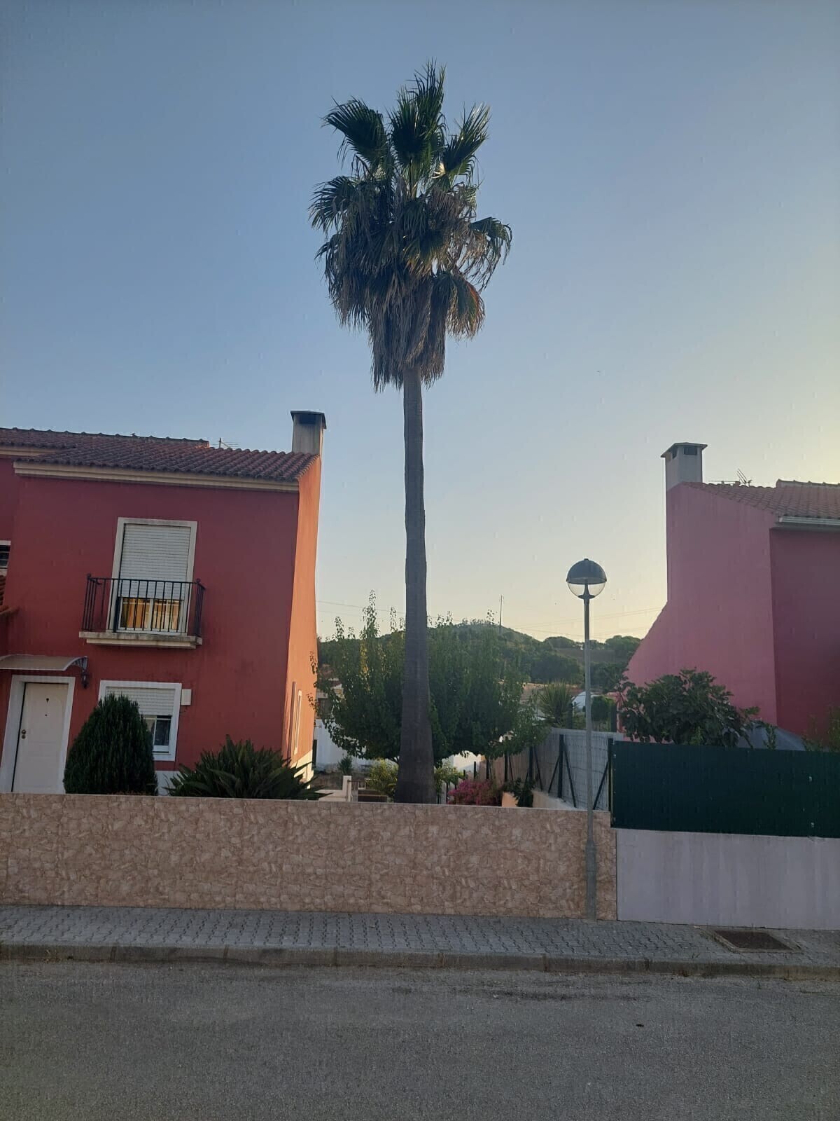 Depois - Abate Técnico de Palmeira (Washingtonia robusta) em Espaço Confinado
