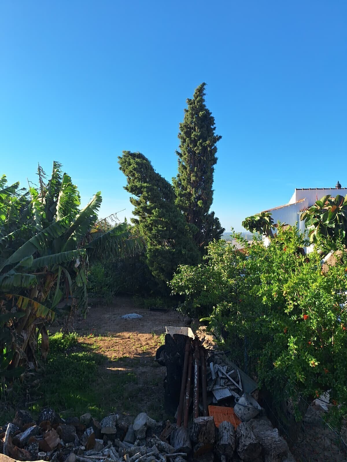 Depois - Abate de Emergência de Cipreste (Cupressus) após Danos por Tempestade